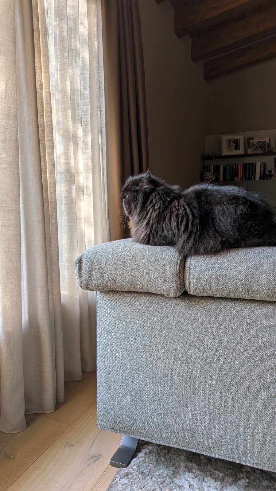 gatto di casa su un divano vicino alla finestra